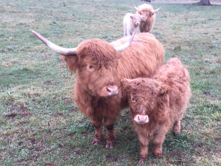 Scottish Highland cattle adult and calf